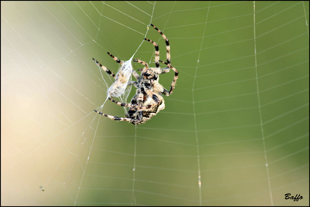 Araneus cf. circe - Isola di Cherso (Croazia)